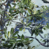 Banksia Blue