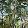 Eucalyptus Edge