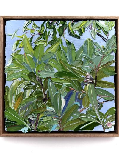Banksia Trilogy, integrifolia 2