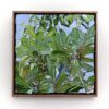 integrifolia 2
