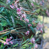 Grevillea On Taylors Bay