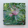 Pink Grevillea