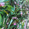 Sandy Grevillea