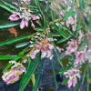 Grevillea Girls