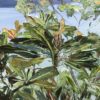Eleanors Bluff - Image 3