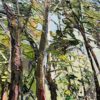 Eucalyptus Edge