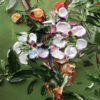 juniperinum