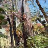 Mountain Blue Gum