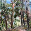 Mountain Blue Gum