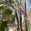 Mountain Blue Gum