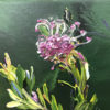 Grevillea In Pink