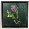 Grevillea In Pink