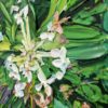 Pimelea