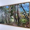 Mountain Blue Gum