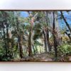 Mountain Blue Gum