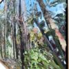 Mountain Blue Gum