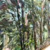 Mountain Blue Gum