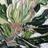 Fat Banksia No.1