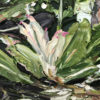 Fat Banksia No.2 zoom detail