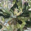 Fat Banksia No.3