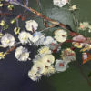 Sunshine Wattle