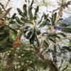 Banksia Of My Mind