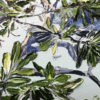 Banksia Blue
