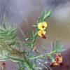 Bush Pea