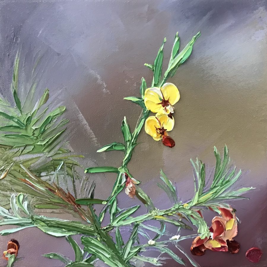 Bush Pea