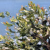 Wild About Banksia