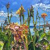 Dying Lily