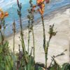 Beach Lily