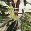 The Banksia Theory 2