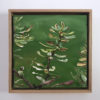 Rock Banksia,