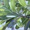 integrifolia 1