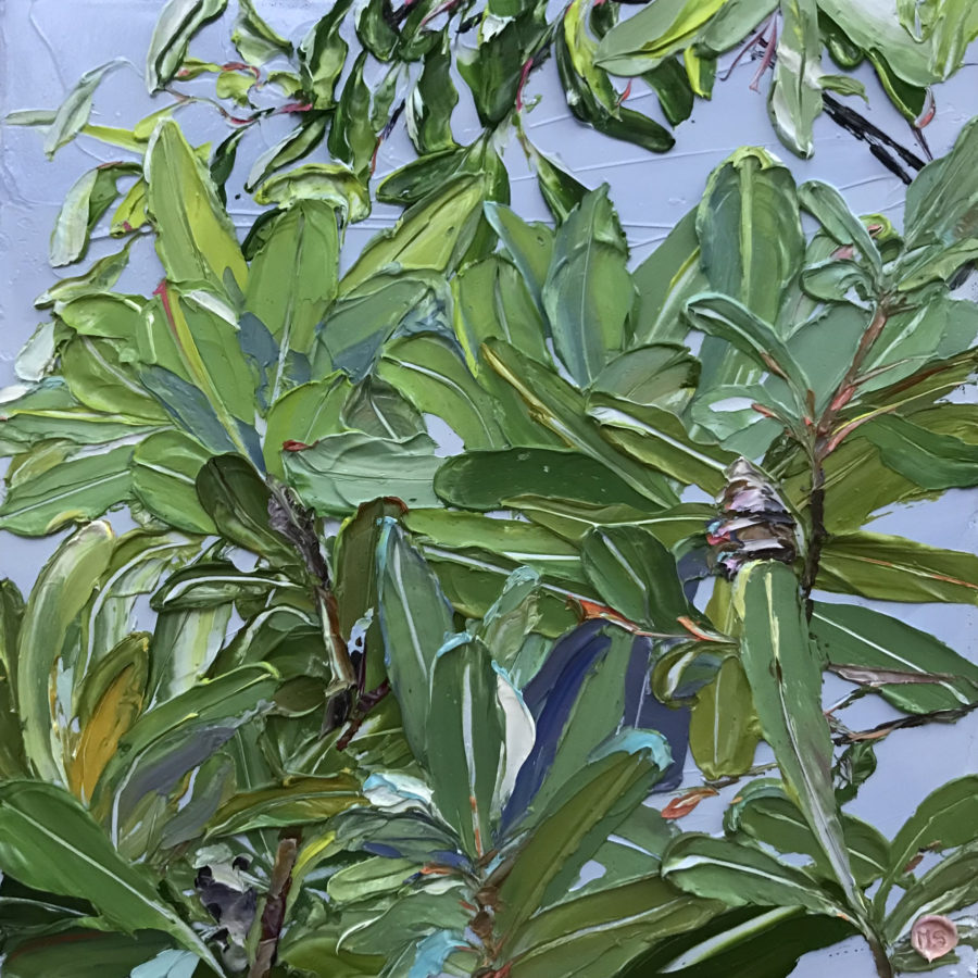 integrifolia 2