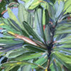 integrifolia 3
